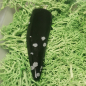 Preview: Schneeflocken Obsidian Anhänger
